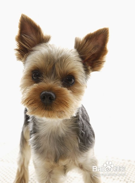 为宠物狗狗梳理毛发的正确的方法