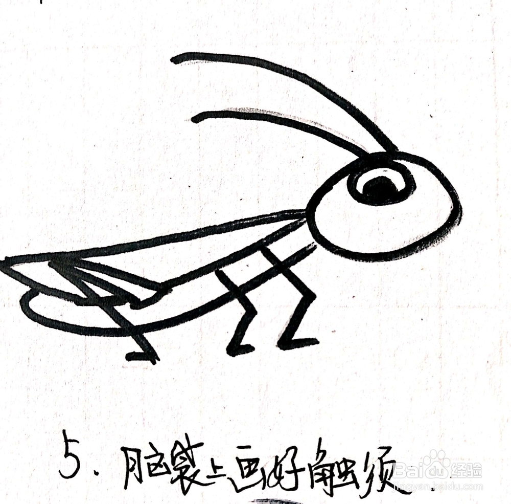 《生活中常见的昆虫》系列之蝗虫简笔画
