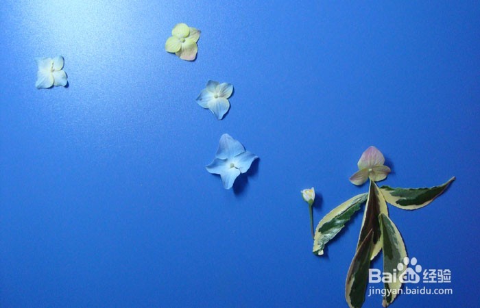 植物拼装画之观赏蝴蝶树