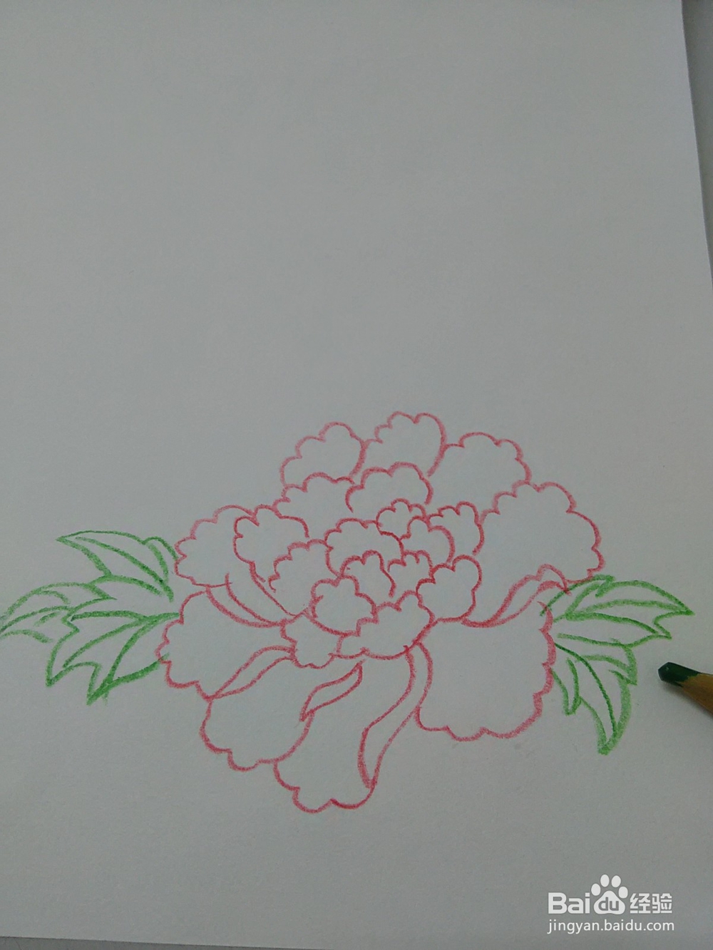怎么能画好牡丹