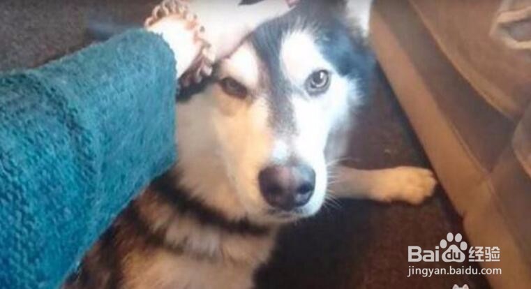 哈士奇吃醋不服，凭什么只抱阿拉斯加睡觉不抱我