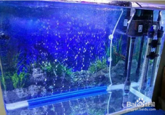 怎么给鱼缸里的水榕杀菌消毒