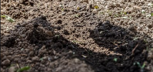 如何在阳台养百合