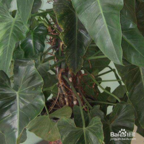 绿宝石喜林芋的培育方法和注意方法