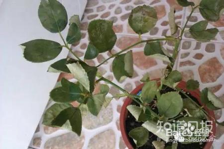 看花看叶看茎，花出了啥毛病，一眼就能看出来！