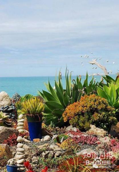 双十一剁手的钱省下来，可以建一个多肉花园了！