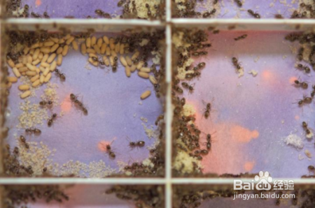 或许你还不知道，蚂蚁可以用蚁酸消毒