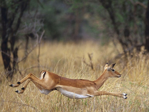 野生动物拍摄技巧全接触