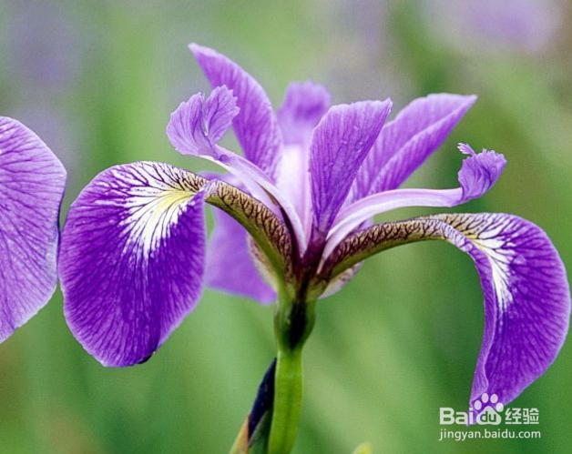 鸢尾怎样栽培和繁殖
