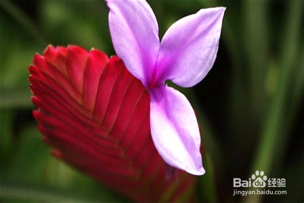 铁兰的养殖方法和注意事项