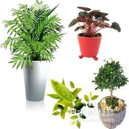 如何防止花盆土壤发霉 百度经验