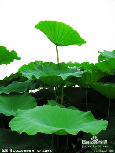 7种补肾食物让你“肾”气凌人