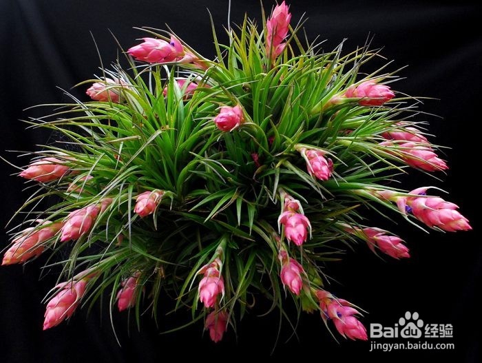 空气凤梨怎么养护