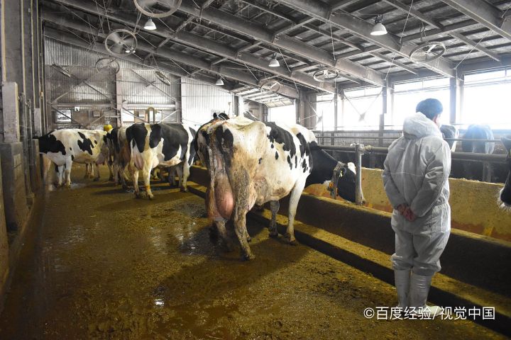 牛奶是怎么来的