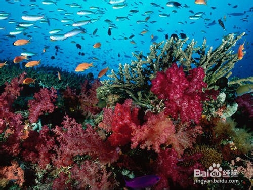 珊瑚的定年方法