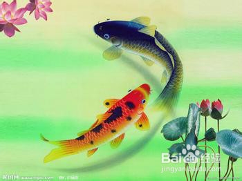 金鱼要怎么养