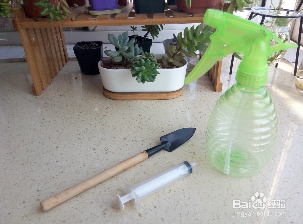 多肉植物的懒人叶插方法及养护小窍门