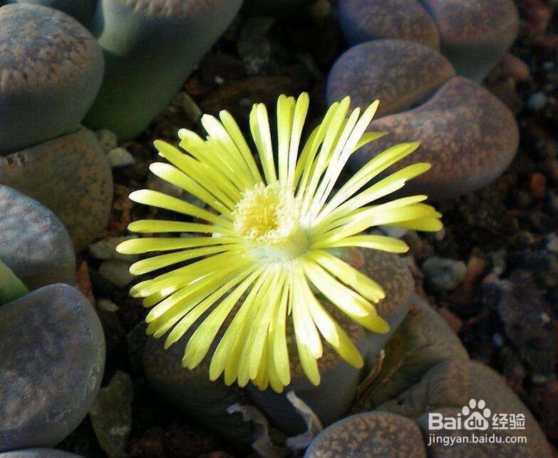 盆栽生石花的诀窍