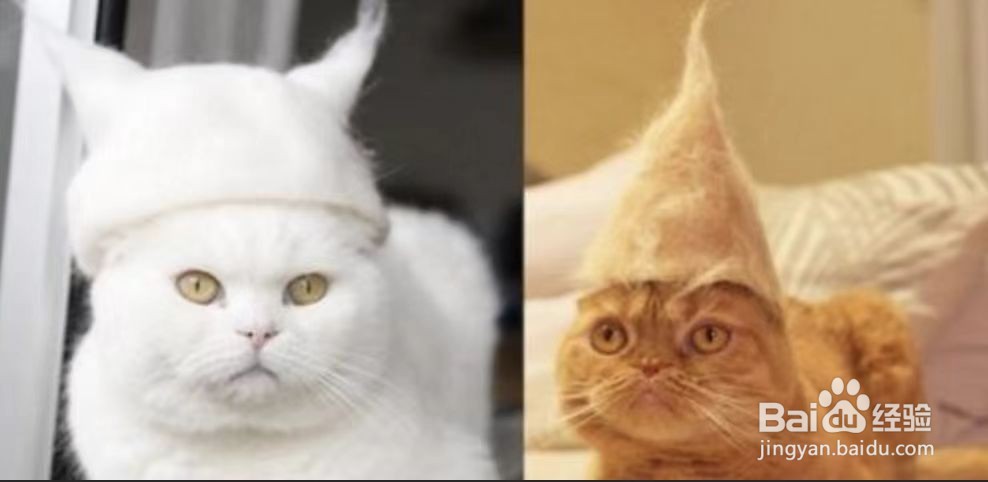 衣服上的猫毛怎么快速去除