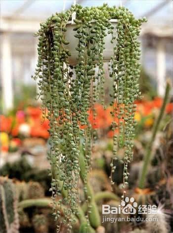 室内绿化设计让生活绿意盎然