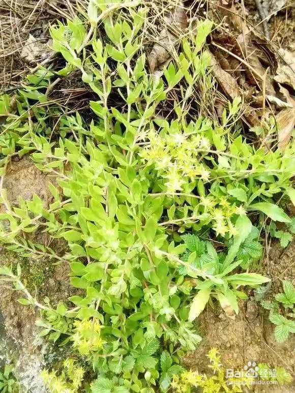 6种花家家必养，小病小痛用得上，药费都省了