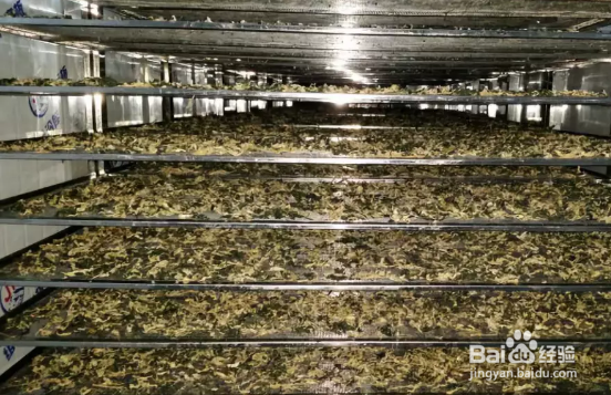 梅干菜烘干工艺方法