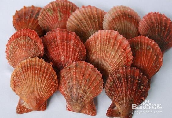 海湾扇贝的辨别方法