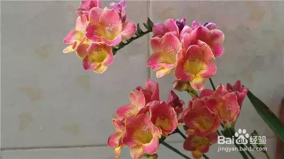 家里养盆“香香花”，好看好闻，清香四溢！