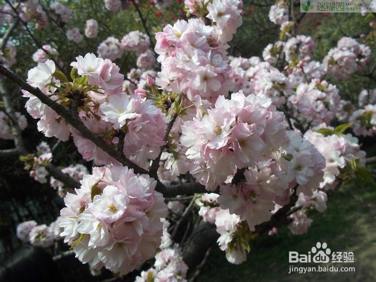 樱花的养殖方法之七大要点分享
