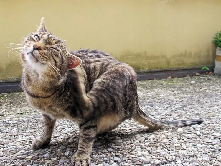 猫咪总是挠耳朵怎么回事？