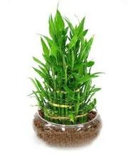 可以带来好运的植物 信不信先放了再说