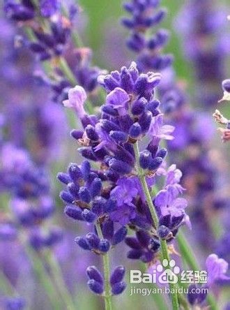 最物美价廉的出境旅行地