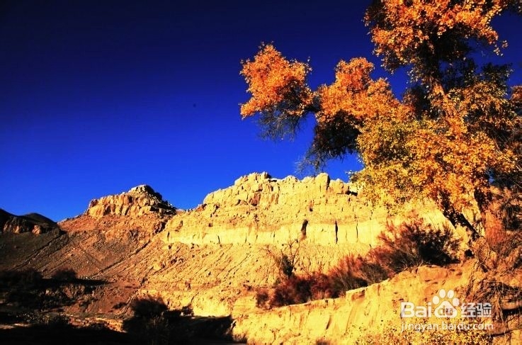 胡杨林旅游攻略：秋光如画 邂逅敦煌胡杨林