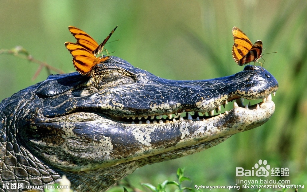 LOL最容易上分的几个英雄