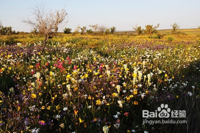 [转载]南非之旅3：纳玛夸兰（Namaqualand）花海
