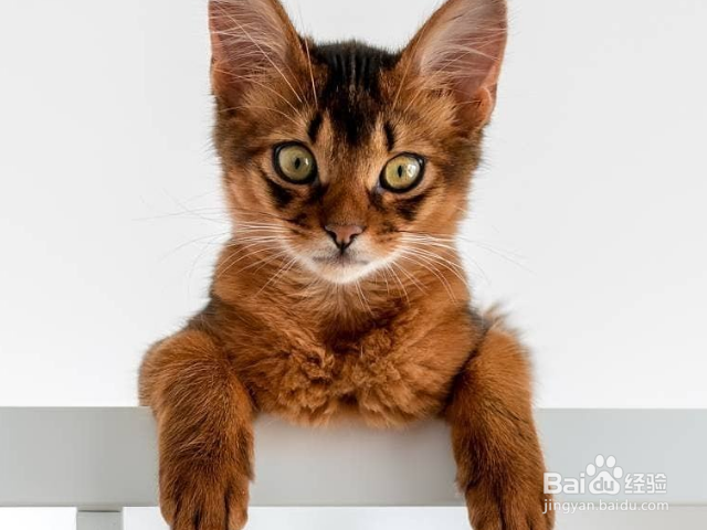 猫咪鼻塞怎么办?