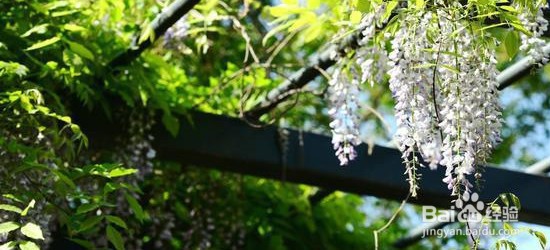 怎样形容四月的美