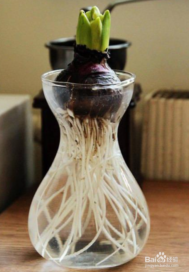 风信子怎么换水