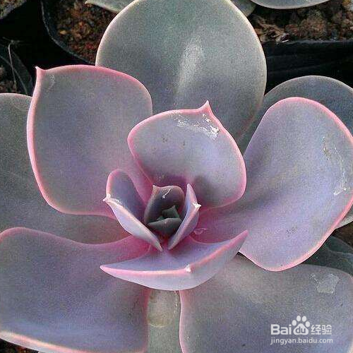 如何培育新买紫珍珠?