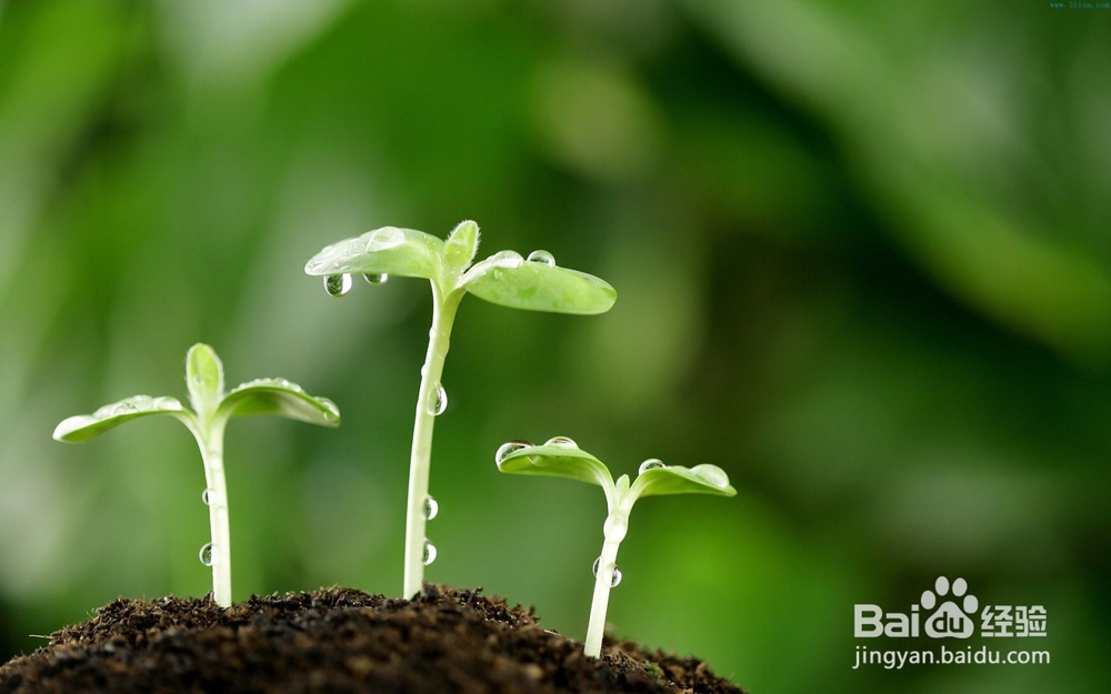 期末怎样提高语文成绩