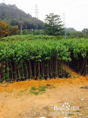 奇楠沉香怎么种植