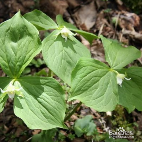 延龄草的培育方法和注意事项