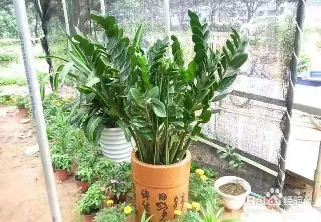 冬季养金钱树，注意这几点，叶片更加肥厚