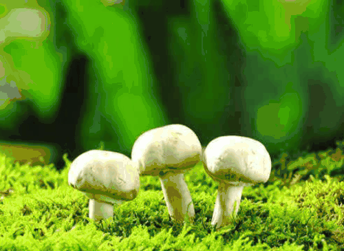 【抽象代数】分圆多项式