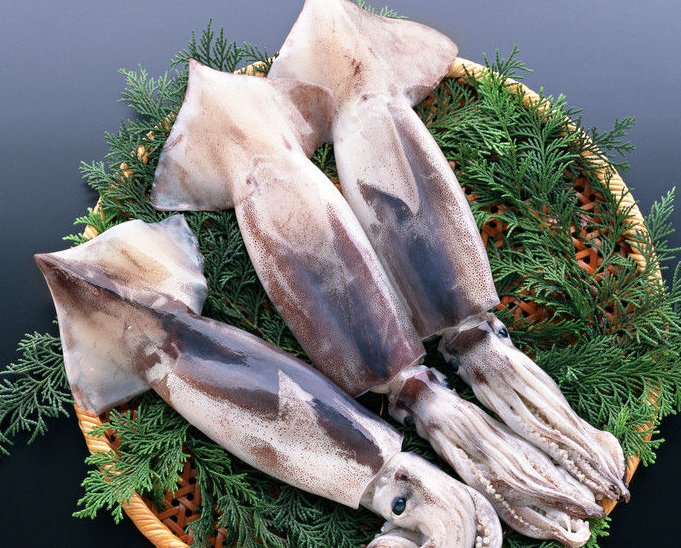 鱿鱼和籽乌一样吗