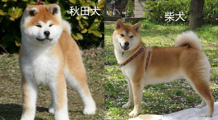 如何区分秋田犬和柴犬
