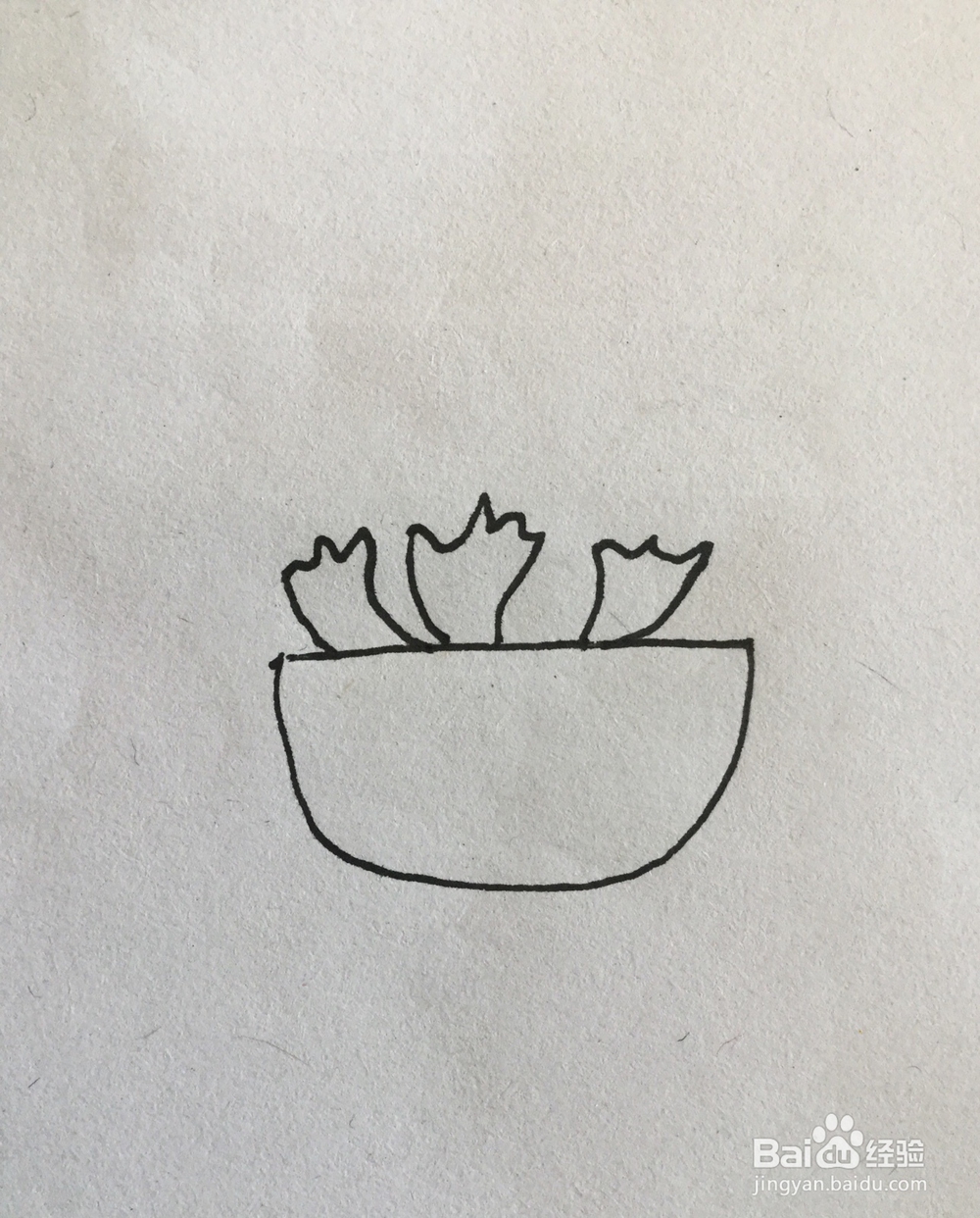 多肉植物简笔画4