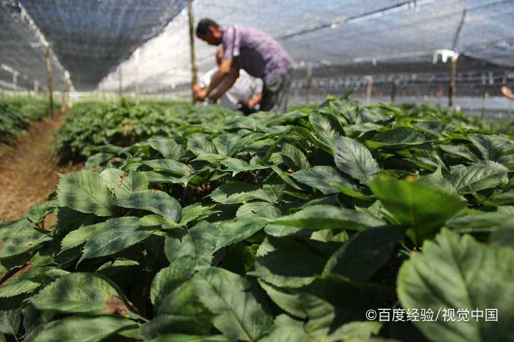 孕妇能不能吃西洋参