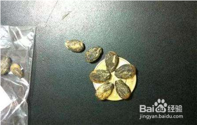 如何提高西瓜种子的发芽率