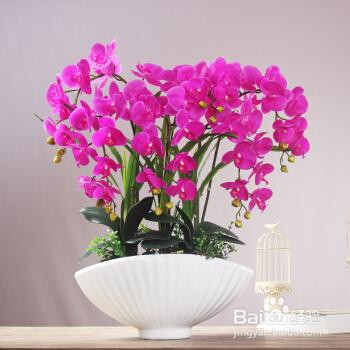 水苔养蝴蝶兰的方法